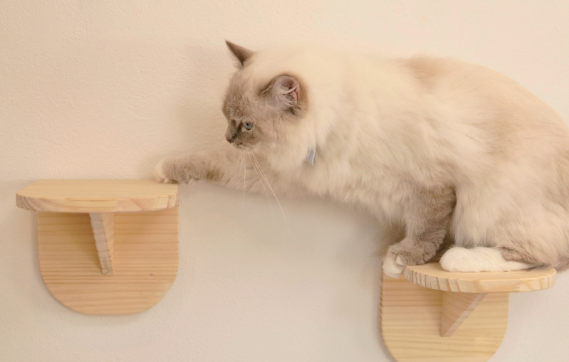 キャットステップの設置場所について