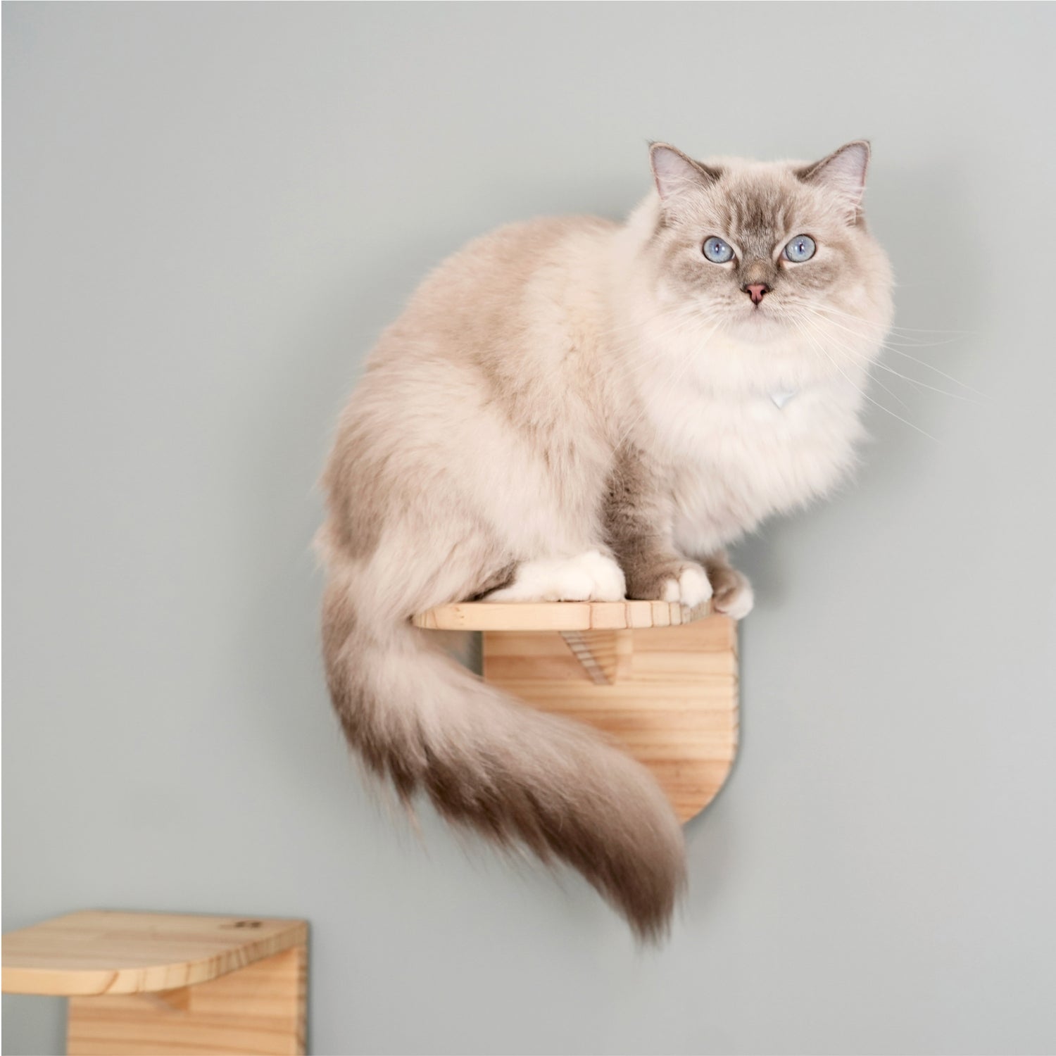 Latre ラトレ 【ステップ】