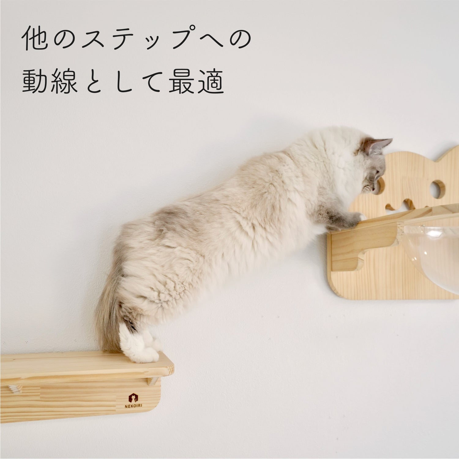 Mache Short マーチェ ショート 【キャットウォーク Sサイズ】