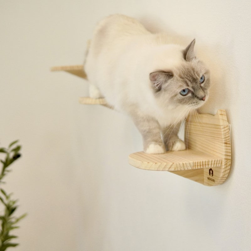 Catre カトレ 【猫顔ステップ】