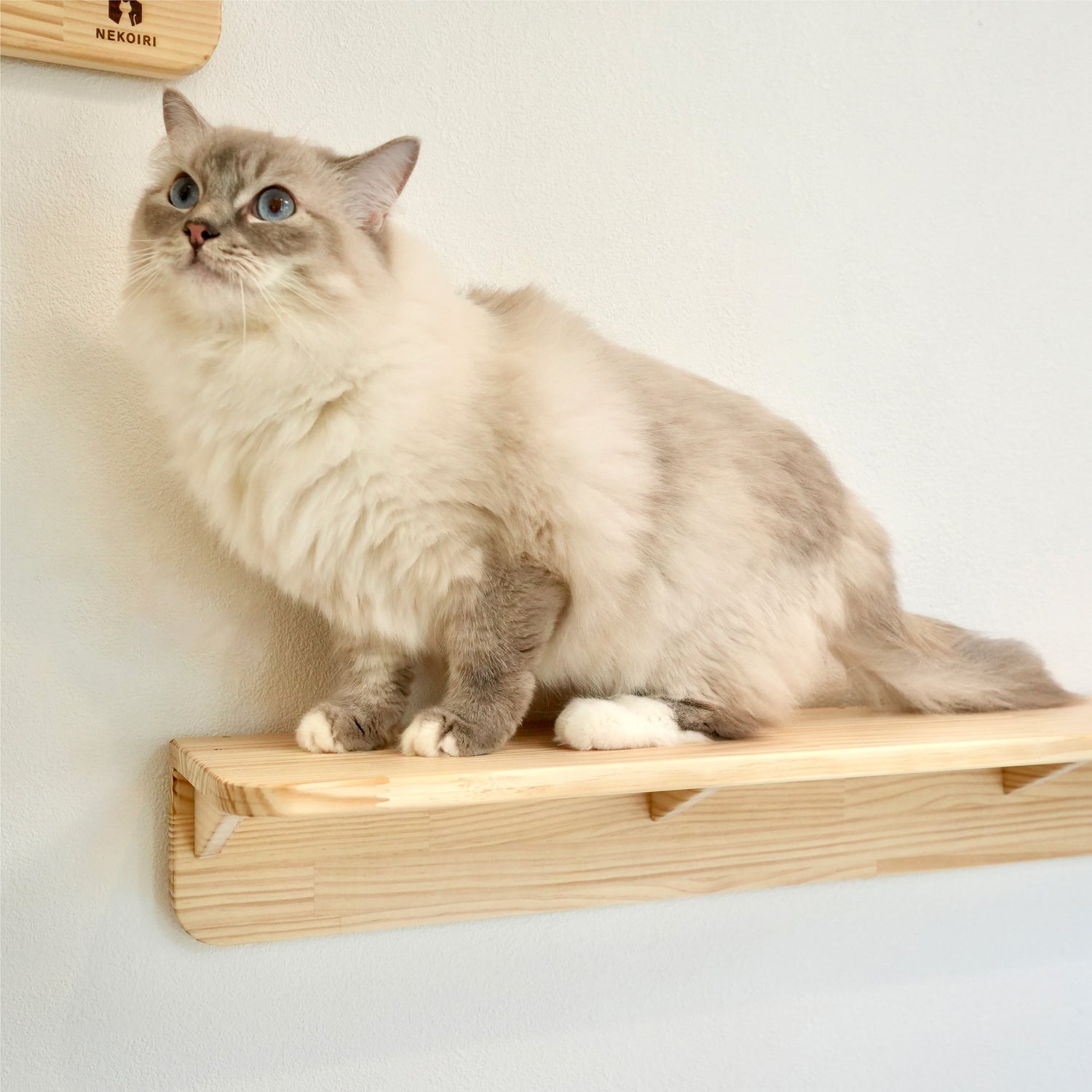 Mache Long マーチェ ロング 【キャットウォーク Lサイズ】