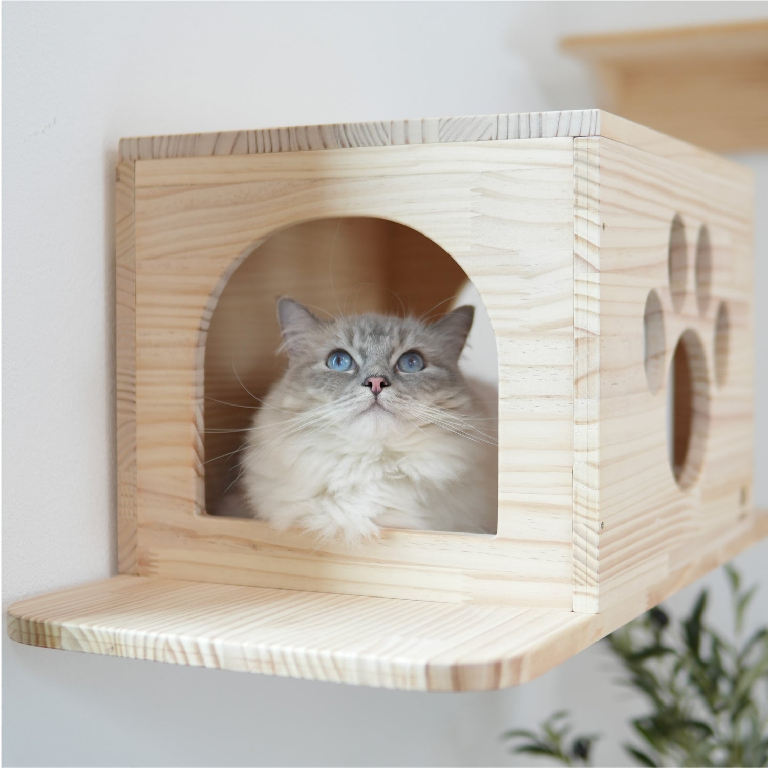 Cade カーデ 【トンネル】