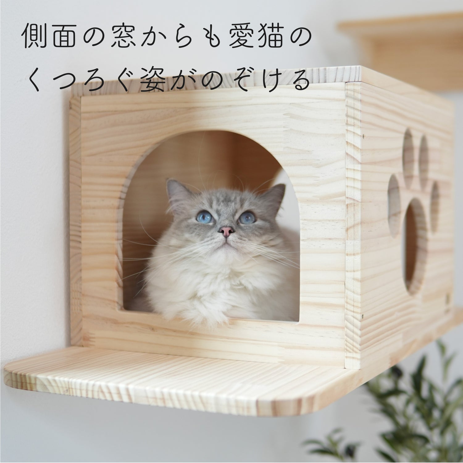 Cade カーデ 【トンネル】