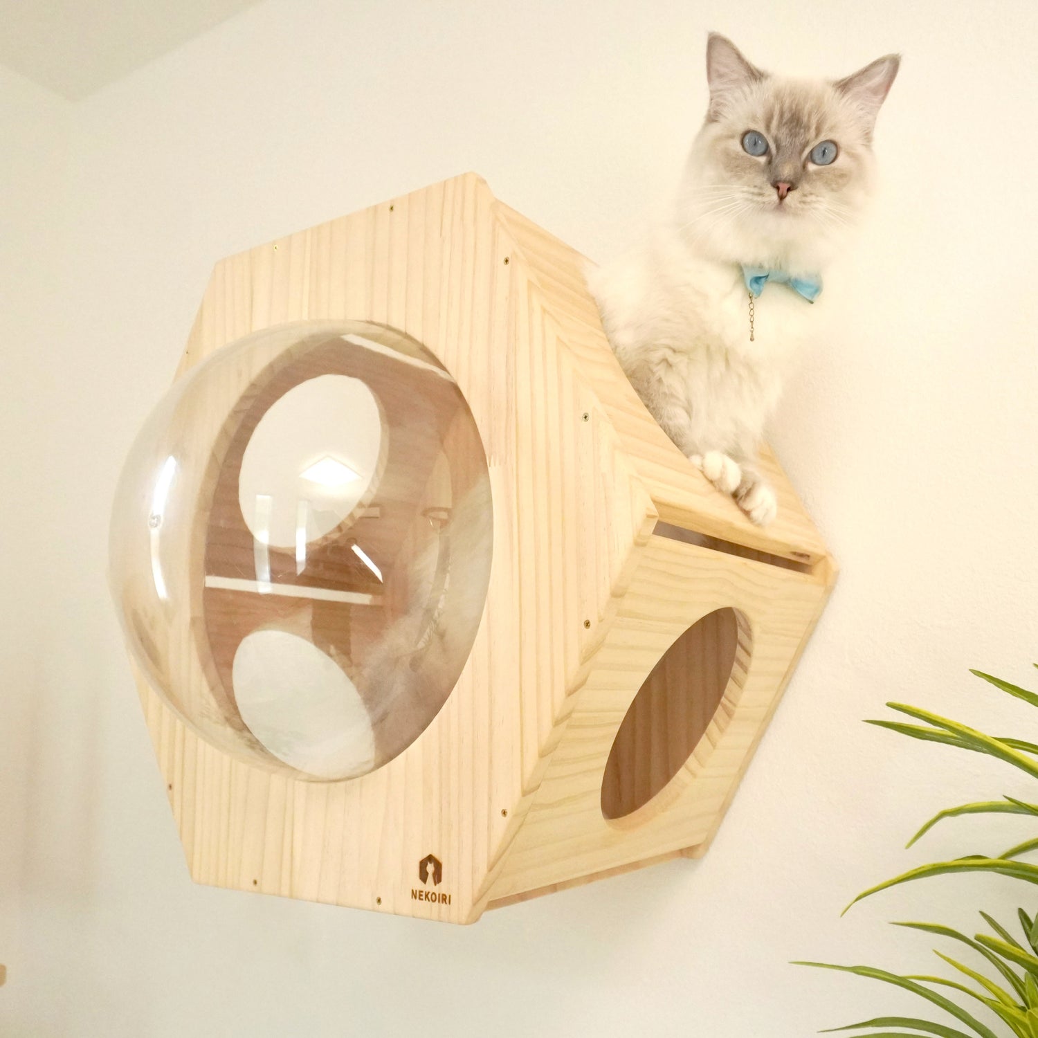 Hexa ヘキサ 【六角ハウス】