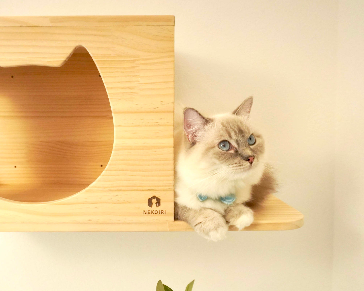 Cama カーマ 【猫顔ハウス】