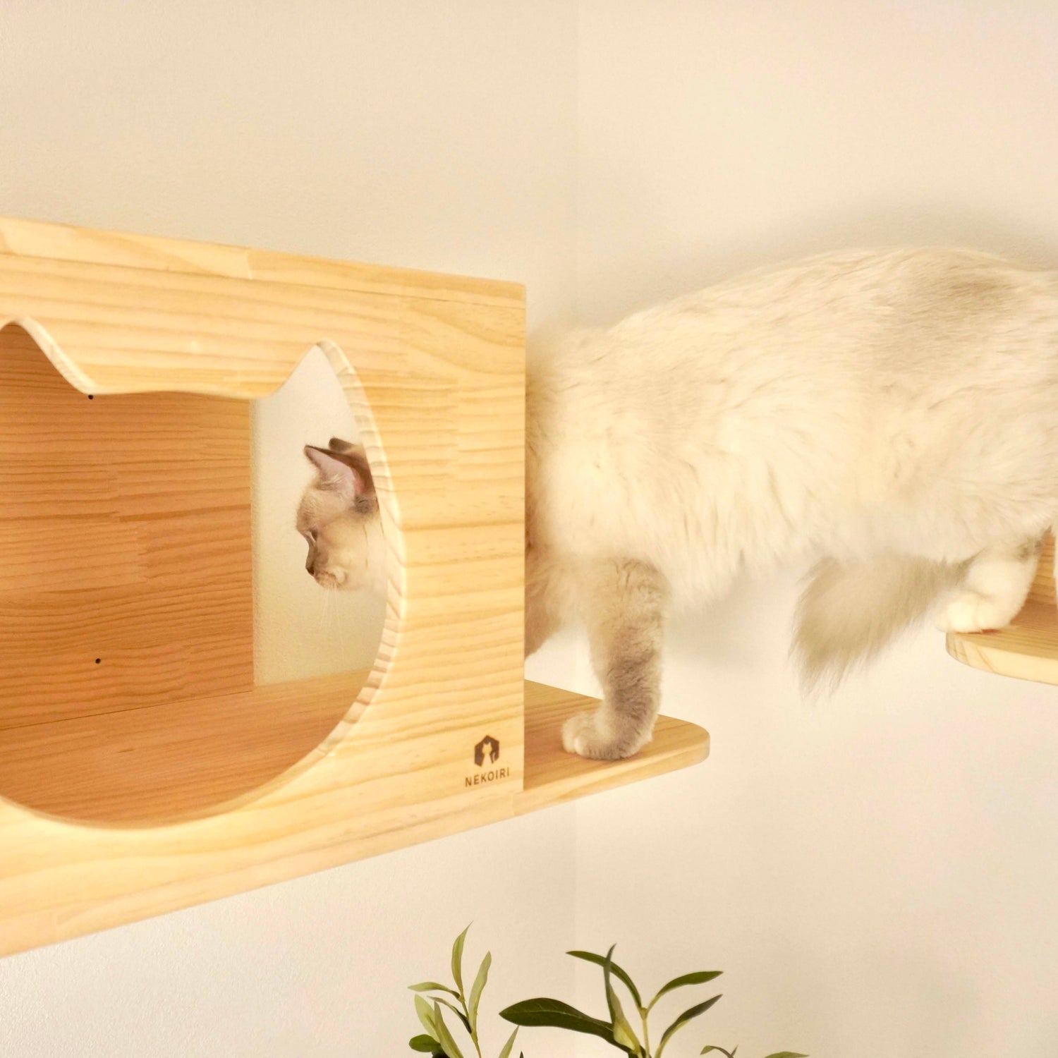 Cama カーマ 【猫顔ハウス】