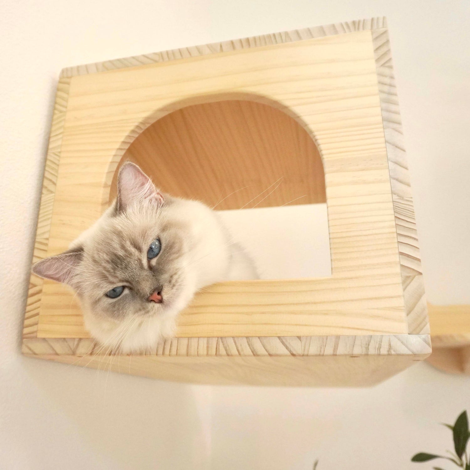 Cama カーマ 【猫顔ハウス】