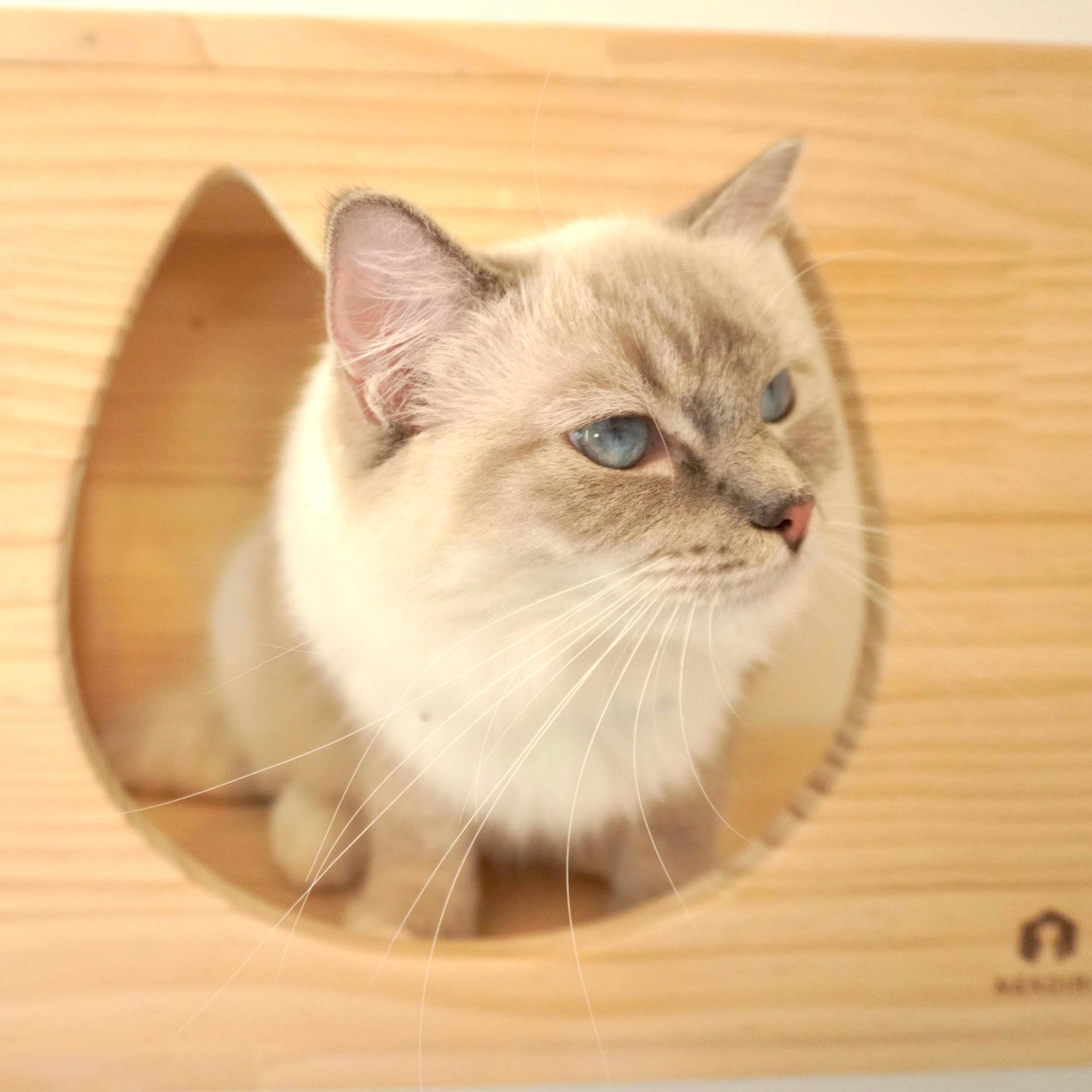 Cama カーマ 【猫顔ハウス】