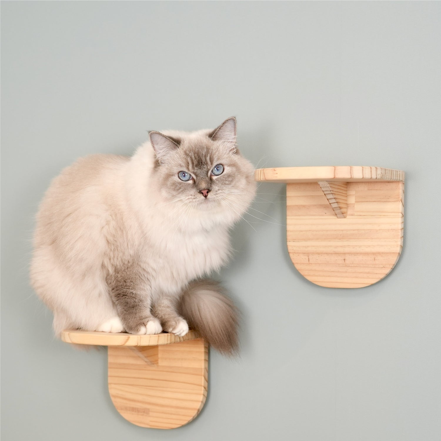 Latre ラトレ 【ステップ】