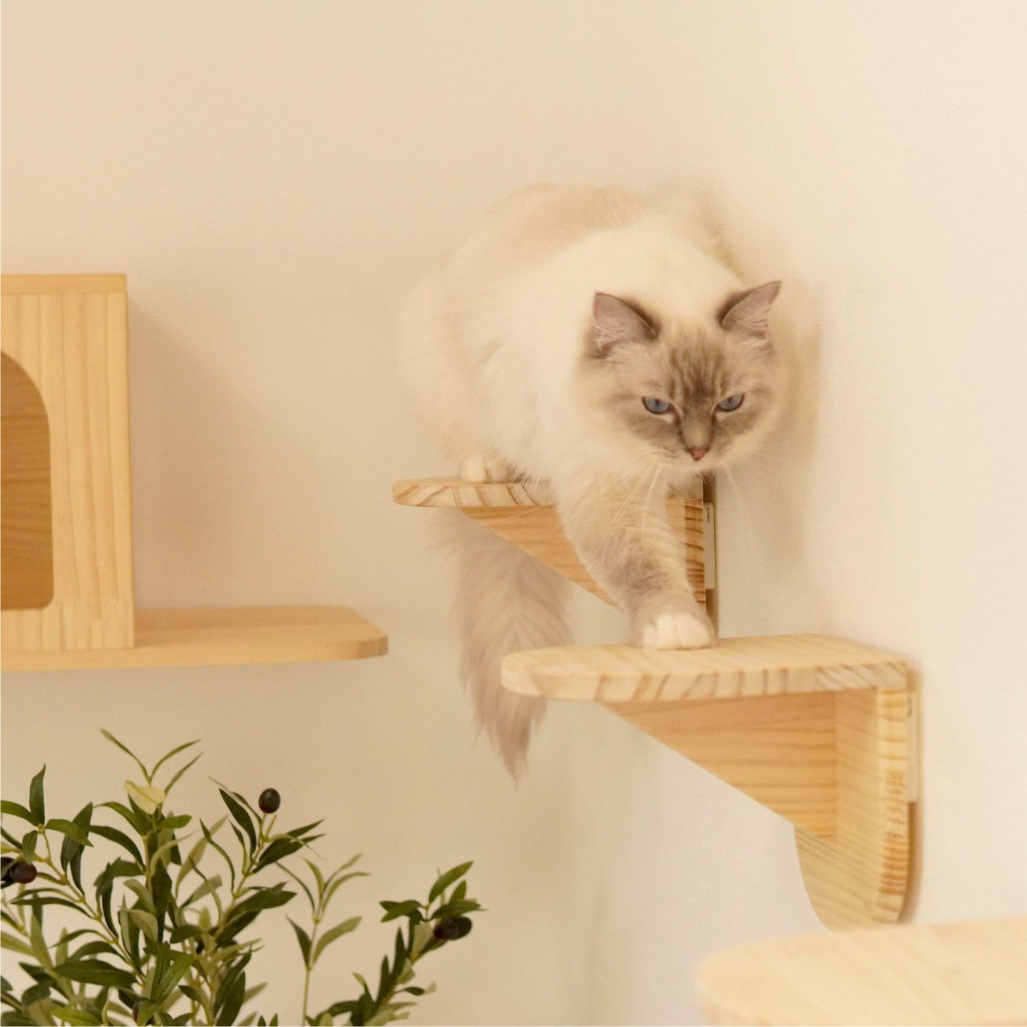 Latre ラトレ 【ステップ】