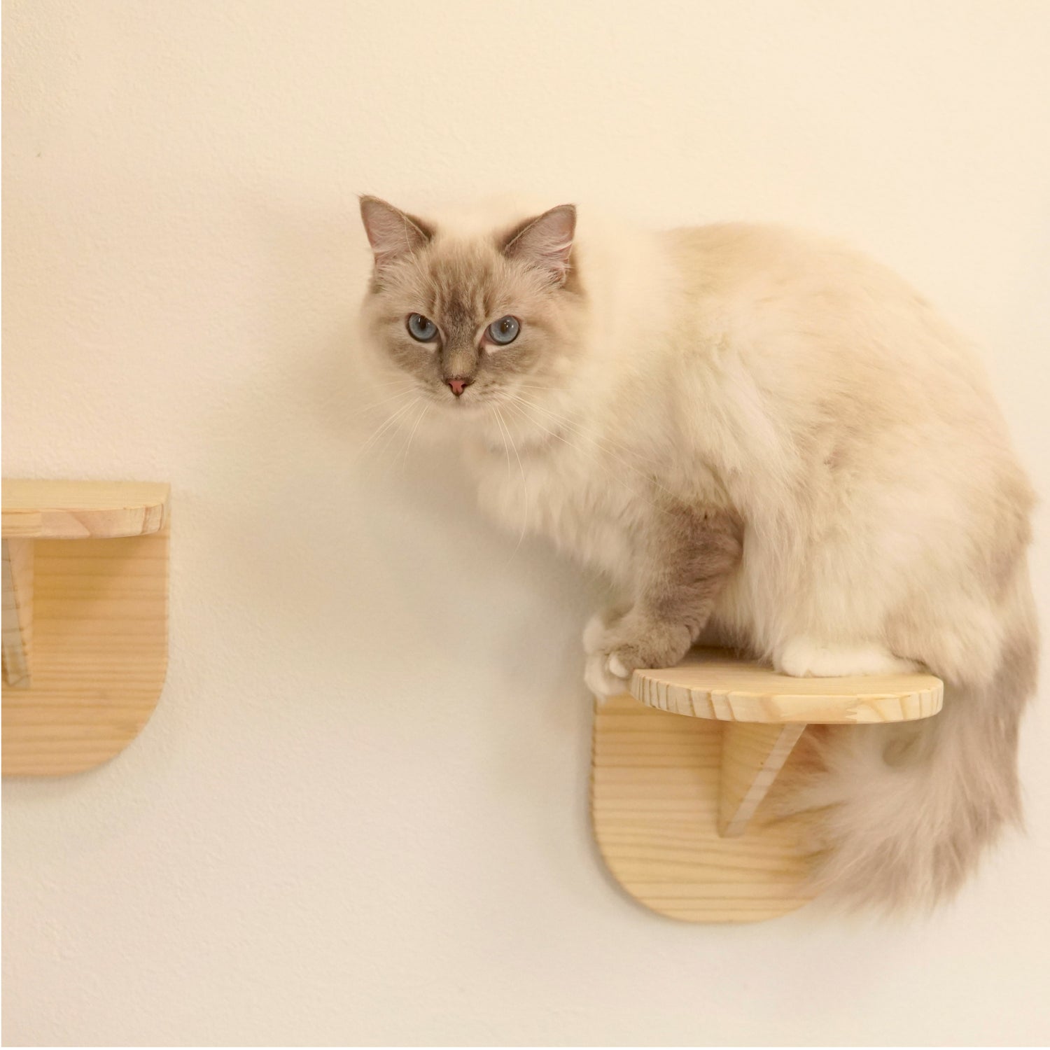 Latre ラトレ 【ステップ】