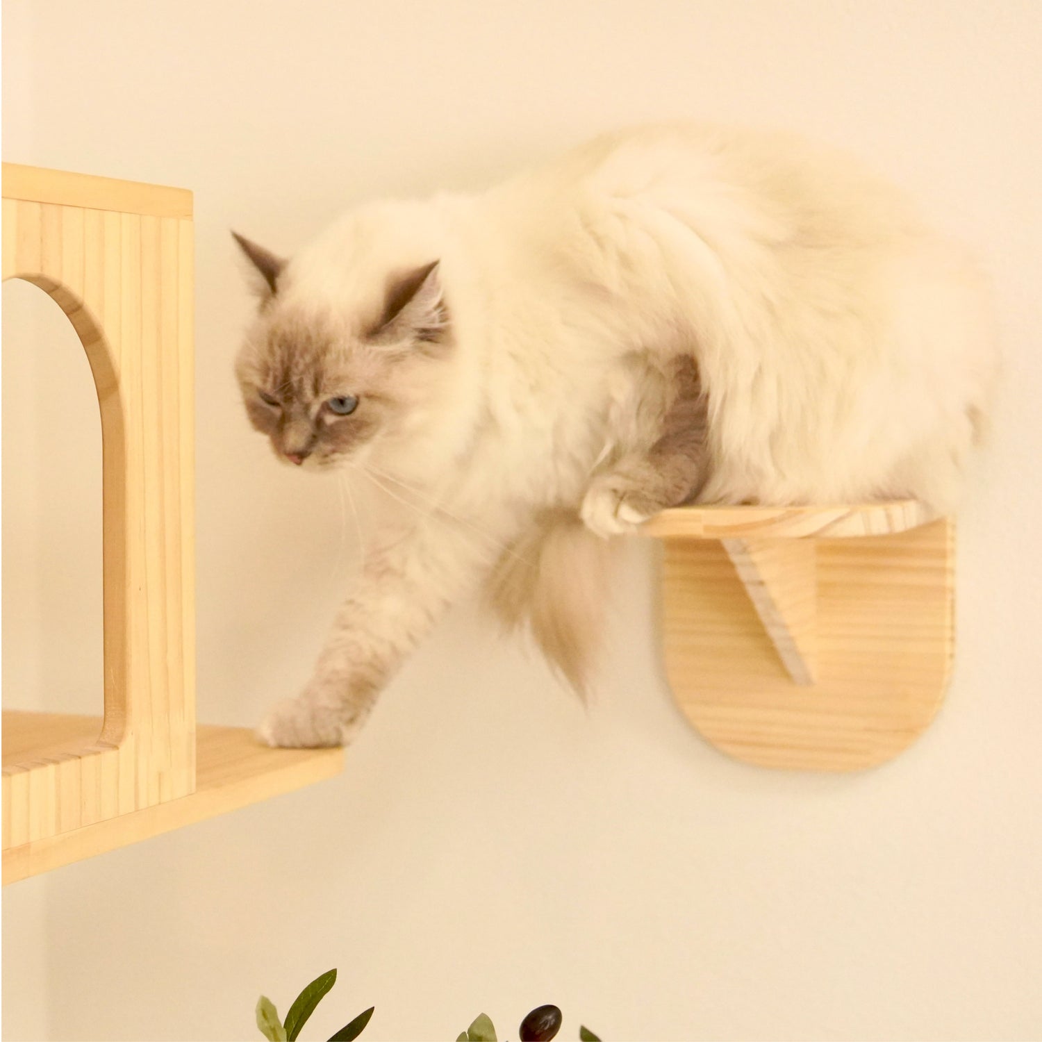 Latre ラトレ 【ステップ】