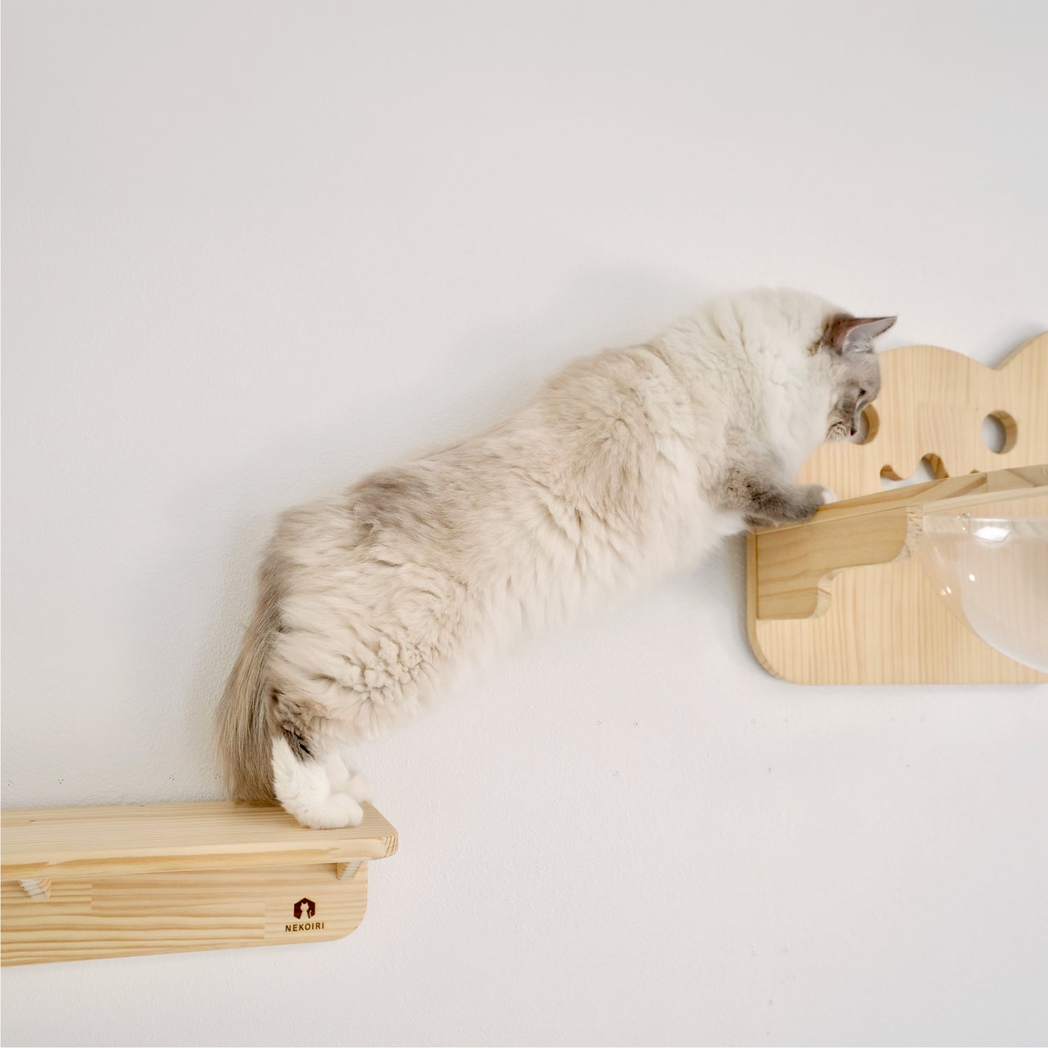 Mache Short マーチェ ショート 【キャットウォーク Sサイズ】