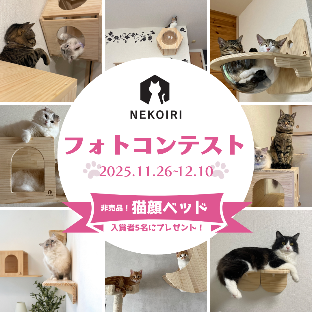 📸 NEKOIRI フォトコンテスト 開催！