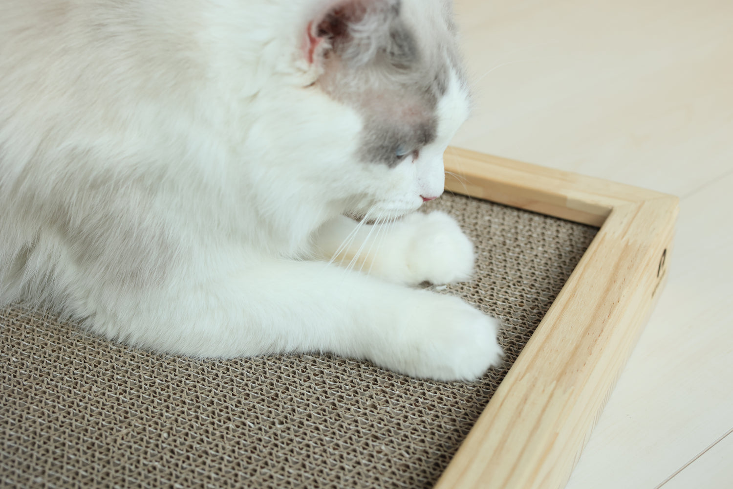 猫が爪とぎをする理由