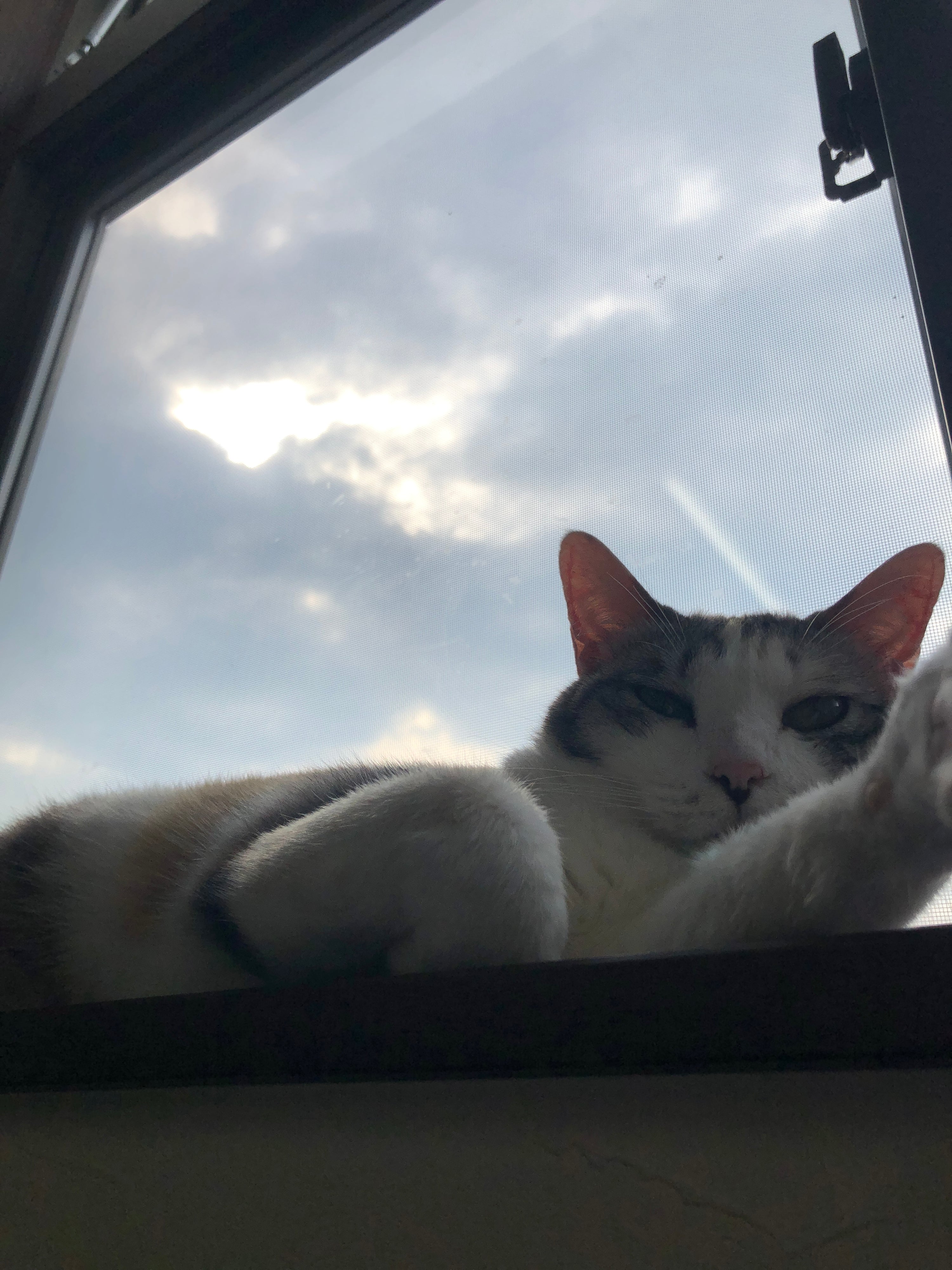 猫ちゃんって高いところが好き