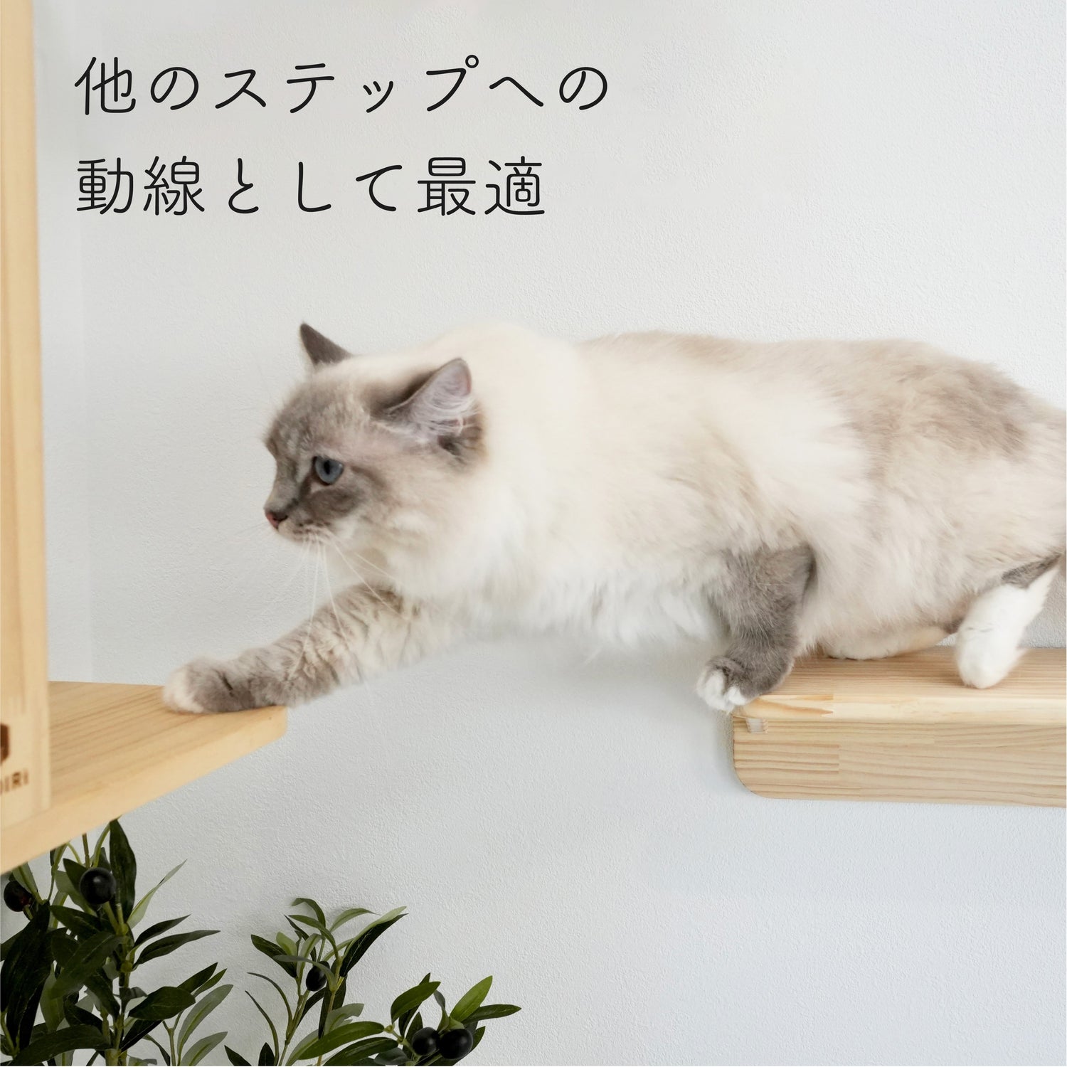 Mache Long　マーチェ ロング　【キャットウォーク　Lサイズ】