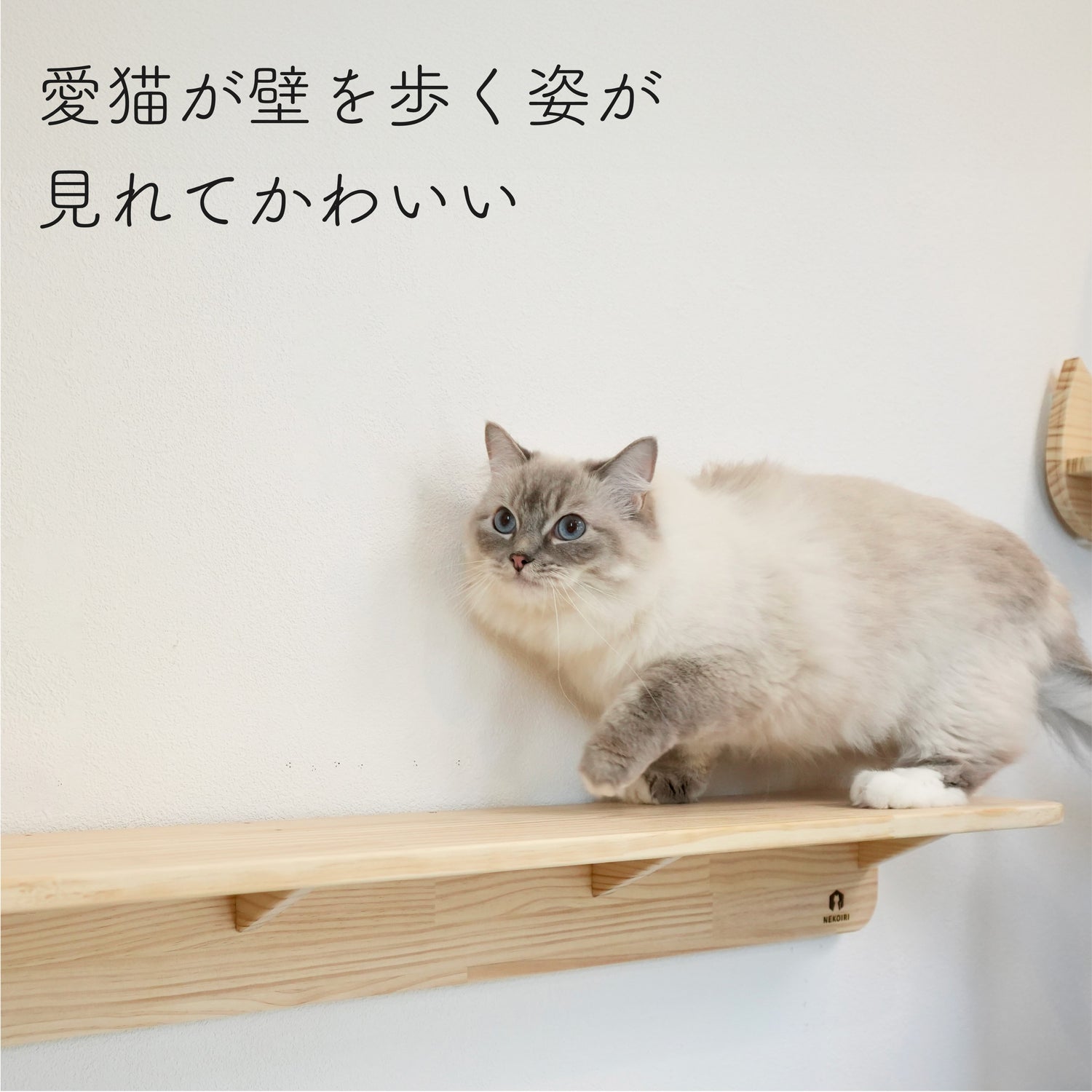 Mache Long　マーチェ ロング　【キャットウォーク　Lサイズ】