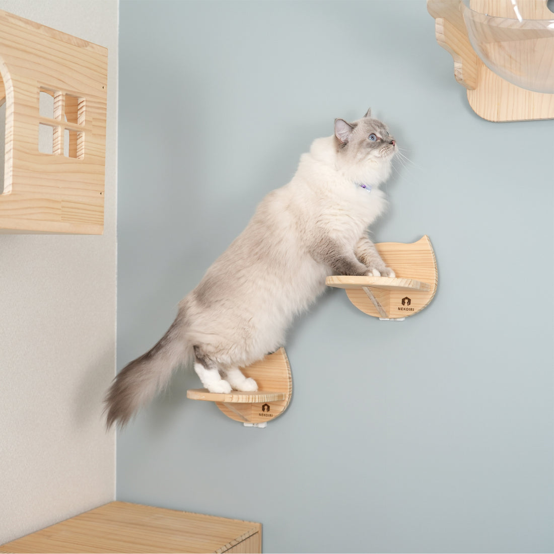 Catre　カトレ　【猫顔ステップ】