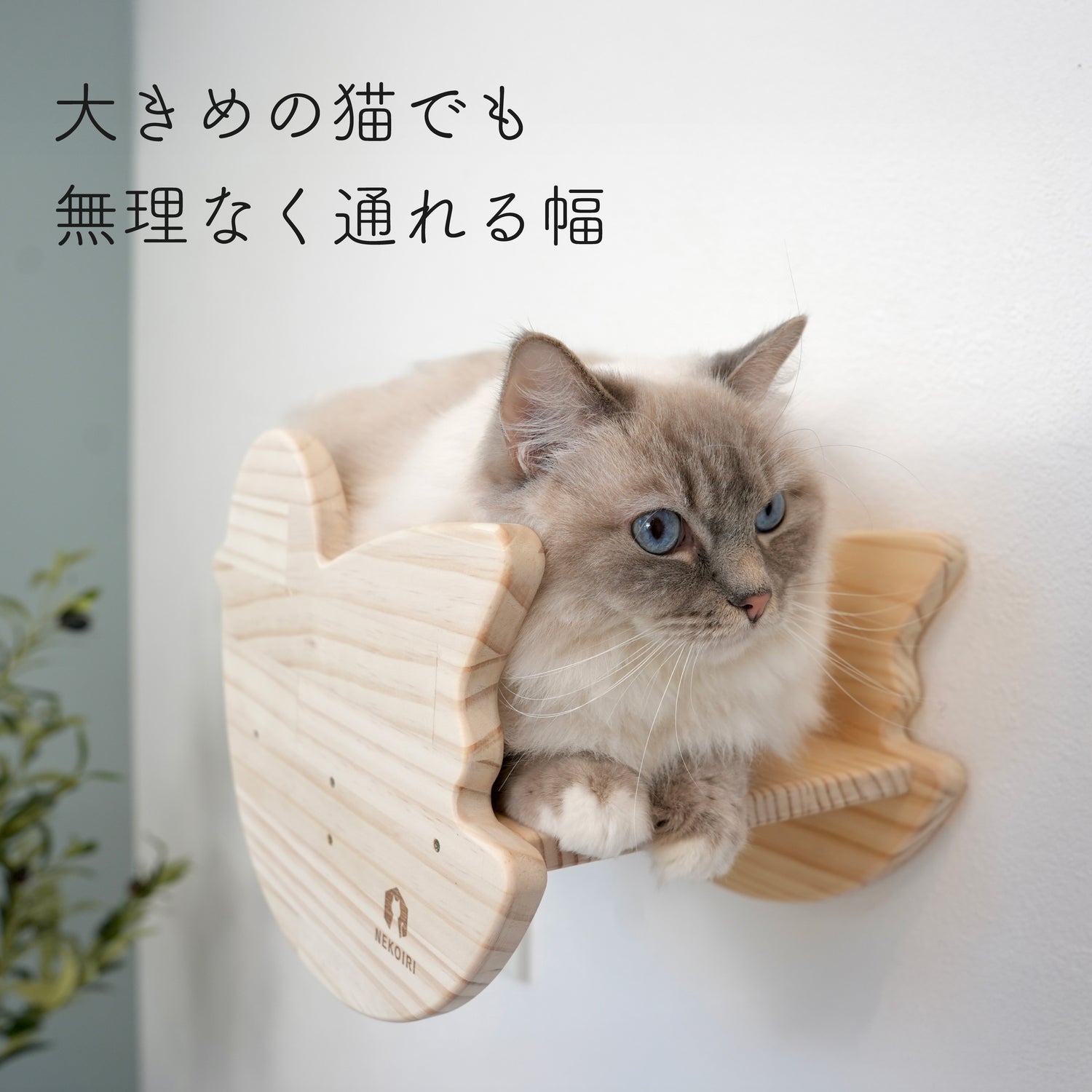 oiselet　オワズレ　【小鳥ステップ】