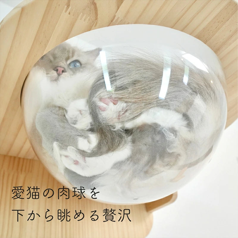 Cabo　カーボ　【猫ボウル】