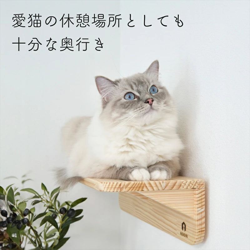 Mache　マーチェ　【キャットウォーク】