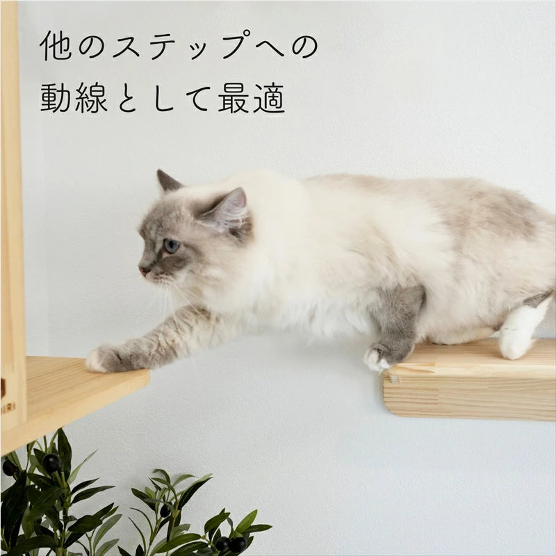 Mache　マーチェ　【キャットウォーク】