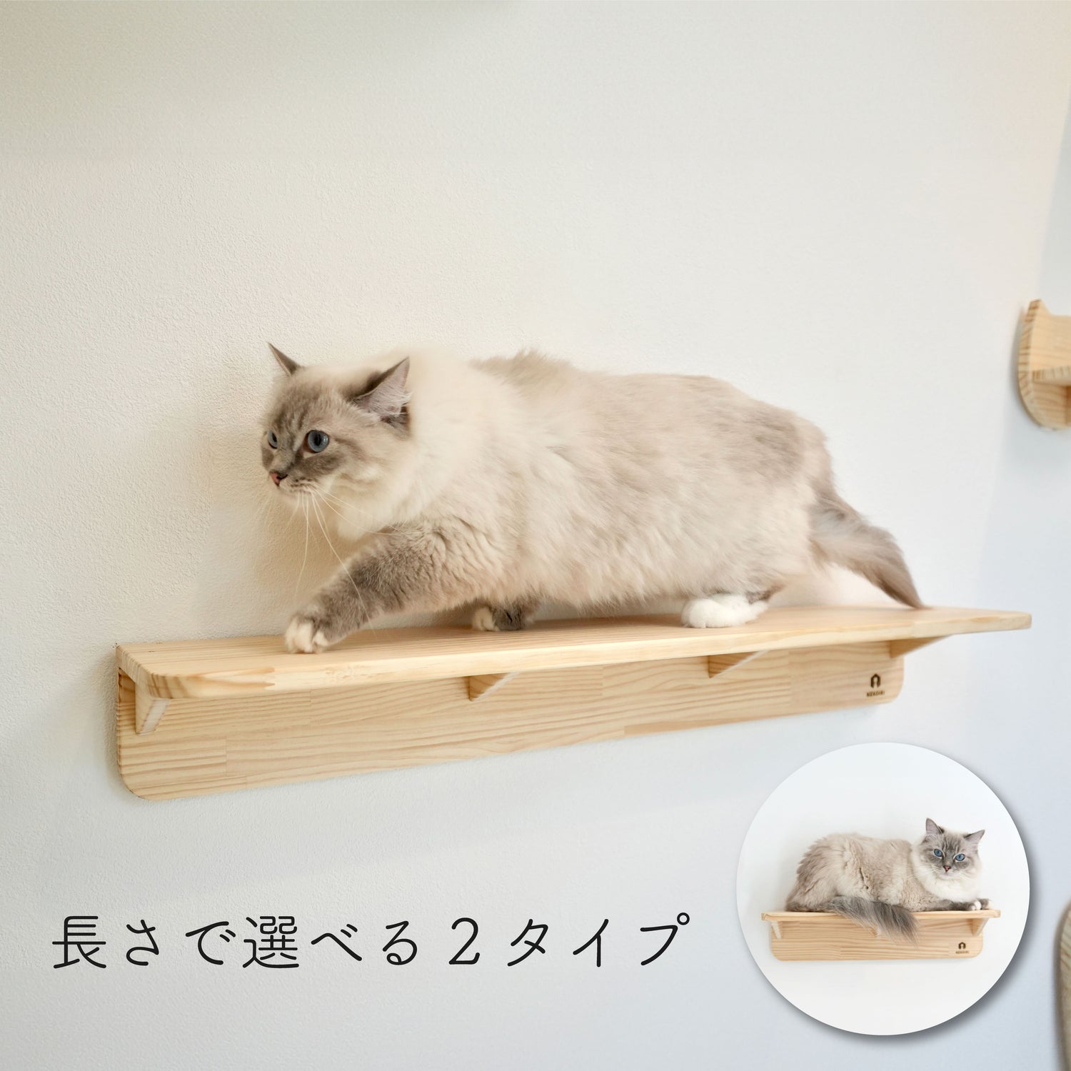 Mache　マーチェ　【キャットウォーク】